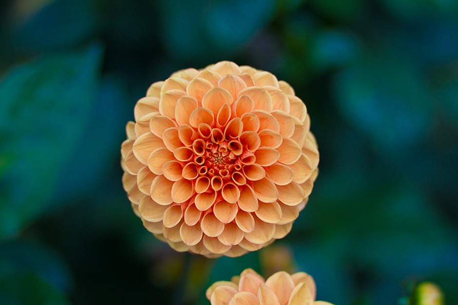 A peach-coloured flower shown in close detail against a soft green background.